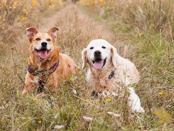 Off-Leash Services Hiking Boston